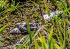 Nacieron crías de yacaré obero en la Reserva Ecológica de la UNL