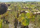 El ing. agron. Walter Ruben trazó un panorama de la situación de la producción agrícola en la provincia