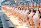 Alejandro Coianiz: "La carne de pollo hoy es la más consumida en Argentina"