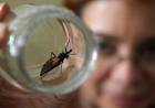 Nuevo test rápido para el diagnóstico de Chagas congénito