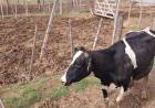 La inseguridad no cesa en el campo