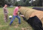 La semilla mágica argentina: el cultivo que puede generar US$ 250 millones al año