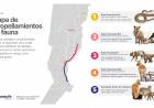 Ambiente: Provincia presentó su primer mapa de atropellamientos de fauna y define acciones para 5 tramos críticos prioritarios