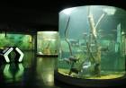Verano en el Acuario del Río Paraná: convocatoria para colonias y polideportivos