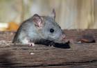 La Municipalidad brinda recomendaciones para prevenir el contagio de leptospirosis
