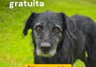 La Municipalidad amplía la campaña gratuita de vacunación antirrábica durante abril