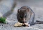 Salud al Día: información y recomendaciones para prevenir leptospirosis y hantavirus