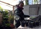 Juegos Suramericanos: se producen más de 18 mil plantines para embellecer los espacios públicos