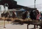El sector de Granja, estará colmado de ejemplares y actividades en su 101° juzgamiento