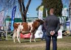 “El Colo” fue el más lindo de los machos en la pista más lechera del país