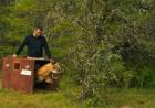 Liberan y devuelven a su hábitat natural el aguará guazú rescatado en el oeste de Rosario