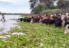 Fenómeno de El Niño: con la asistencia de la Provincia, ya se evacuó más del 70 ? la hacienda en islas
