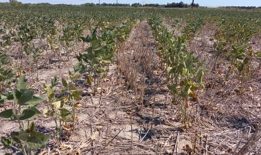 Emergencia Agropecuaria: La provincia prorrogó el plazo de presentación de declaraciones juradas hasta el 15 de abril