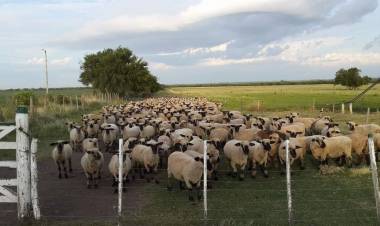 La provincia extiende el plazo de inscripción para presentar proyectos para financiar la compra de reproductores ovinos, infraestructura e insumos