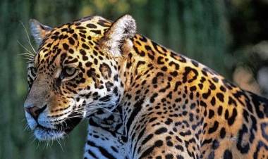 Afirman que los yaguaretés están extinguidos en la provincia de Santa Fe