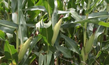 La Provincia avanza en la investigación de plagas que afectan la producción de maíz dulce
