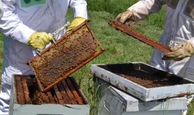 Apicultura: una economía regional que se fortalece en Santa Fe