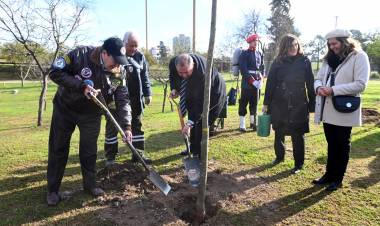 En la Semana de la Forestación, la Municipalidad plantará más de 500 árboles