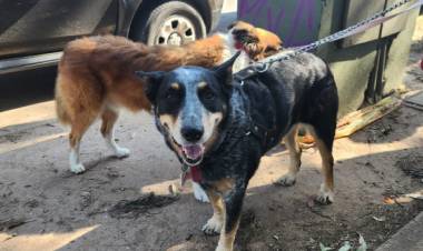 La Campaña Municipal de Castraciones continúa atendiendo con dos móviles en simultáneo
