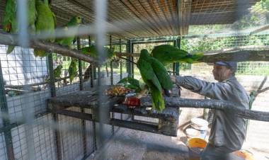 Ambiente: nuevas especies llegaron a Santa Fe para ser reinsertados en sus hábitats