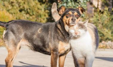 La Campaña Municipal de Castraciones atenderá frente al SUM Libertad y en el predio Ex Inali