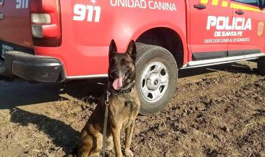 El adiós a Baloo, el perro rescatista que durante diez años fue héroe de los santafesinos 