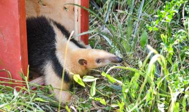 Biodiversidad: en un año se rescataron 1.402 animales silvestres y se logró la liberación de 570