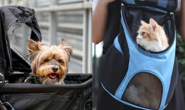 Saúl Perman impulsa una prueba piloto para el transporte de perros y gatos en colectivos