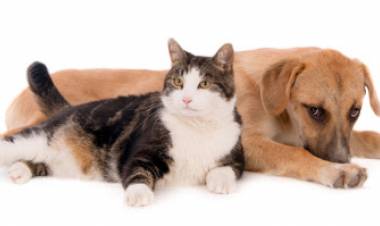 Continúa la atención de las Unidades Veterinarias Municipales