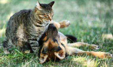 Atención veterinaria móvil: cronograma para el mes de mayo