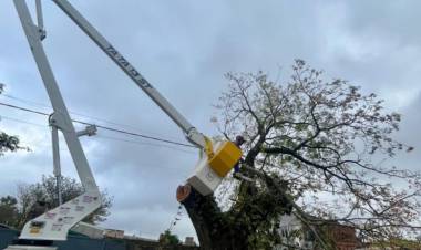Se continúa trabajando por un arbolado urbano más seguro y ordenado