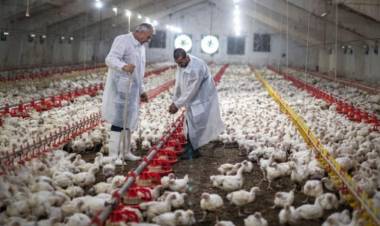 Brasil instala barreras sanitarias por un brote de gripe aviar que frena las exportaciones