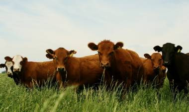 El Gobierno define nueva estrategia de vacunación contra la aftosa reduciendo costos a productores