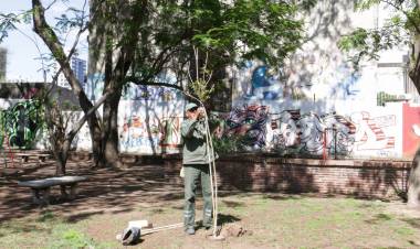 Un árbol en tu vereda con una sola llamada: cómo solicitar la forestación urbana en tu barrio