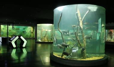 Verano en el Acuario del Río Paraná: convocatoria para colonias y polideportivos