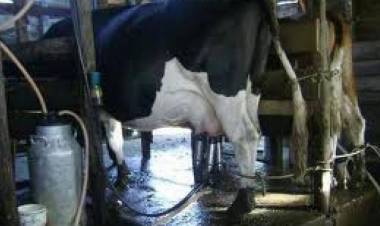 37 impuestos y un 42? las ventas: El escenario tributario que los tamberos argentinos necesitan cambiar