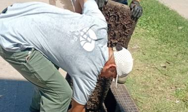 Se realizan tareas de desobstrucción y limpieza