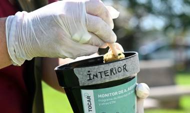 Dengue: se confirmó la presencia del vector en 36 barrios de la ciudad de Santa Fe