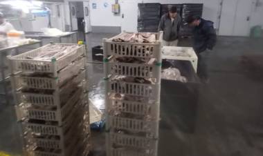 Ambiente reforzó controles para Semana Santa y sancionó a dos frigoríficos pesqueros