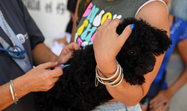 La Municipalidad y el Colegio de Médicos Veterinarios impulsan una campaña masiva de vacunación antirrábica