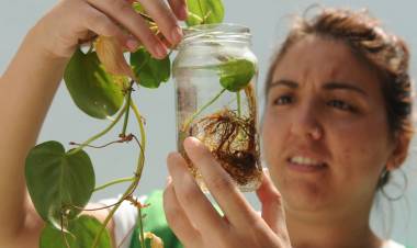 Dengue: se confirmó la presencia del vector en 38 barrios de la ciudad de Santa Fe