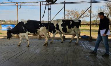 Con la 9° Competencia de Vacas a Campo comenzó la agenda de la 119° ExpoRural