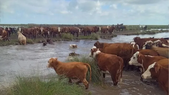 Vera bajo alerta por el agua: campos anegados, hacienda trasladada y nuevas lluvias en camino