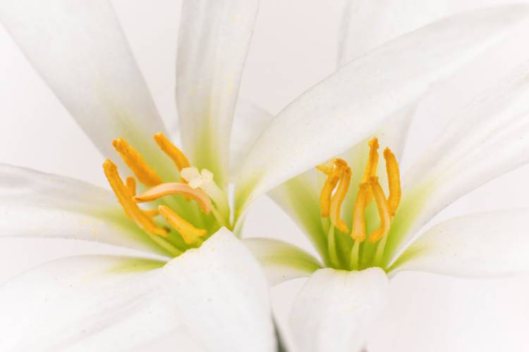 Se expone la muestra "Botánica del Alma"