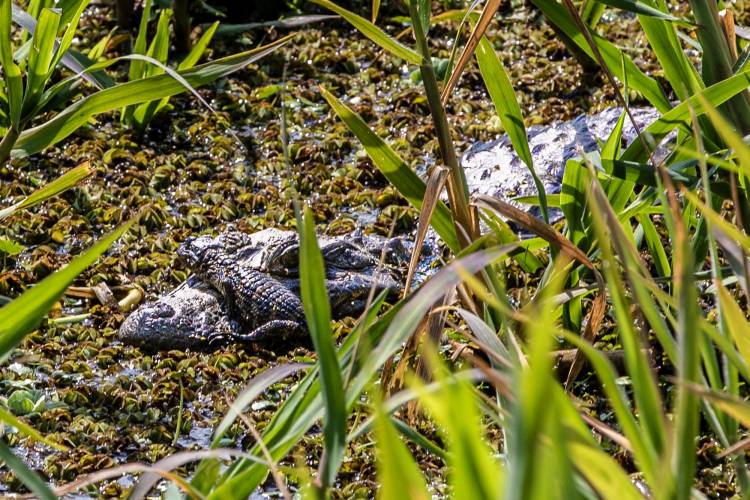 Nacieron crías de yacaré obero en la Reserva Ecológica de la UNL