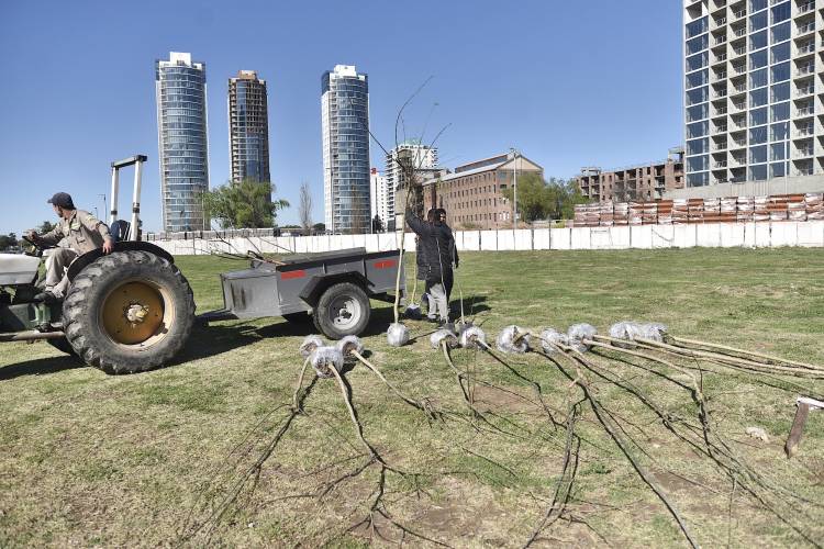 La Municipalidad sumó 50 árboles en un espacio del Puerto de Santa Fe