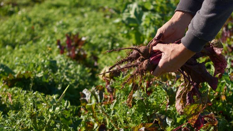 La provincia lanza una línea de asistencia sin reintegro para pequeños productores hortícolas