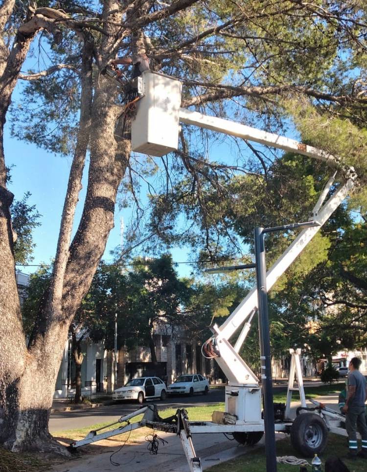 Plan de Poda: comenzaron los trabajos en distintos barrios de Santa Fe