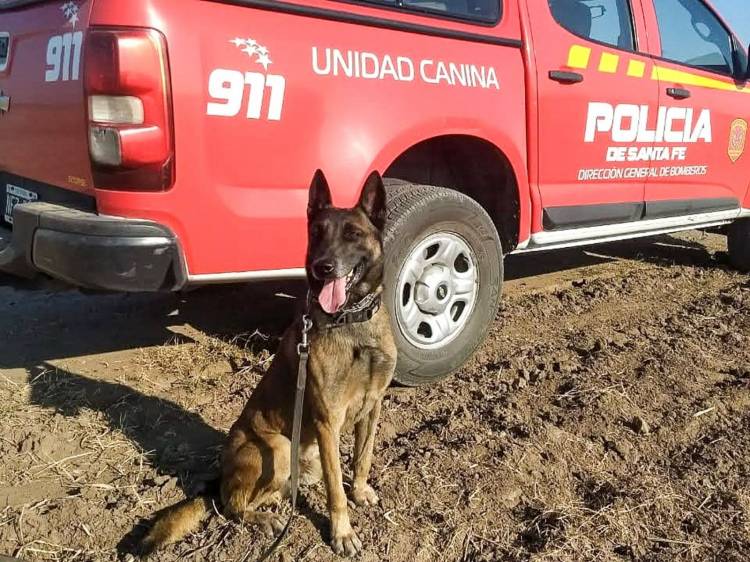 El adiós a Baloo, el perro rescatista que durante diez años fue héroe de los santafesinos