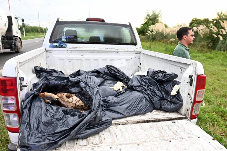 Se decomisaron 400 kilos de pescado en mal estado en la Reserva Natural Urbana del Oeste